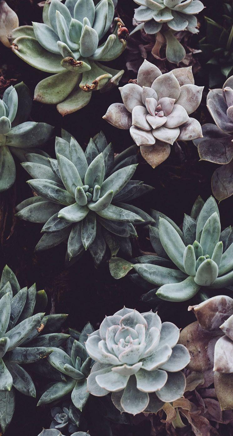 Succulent Phone Wallpapers