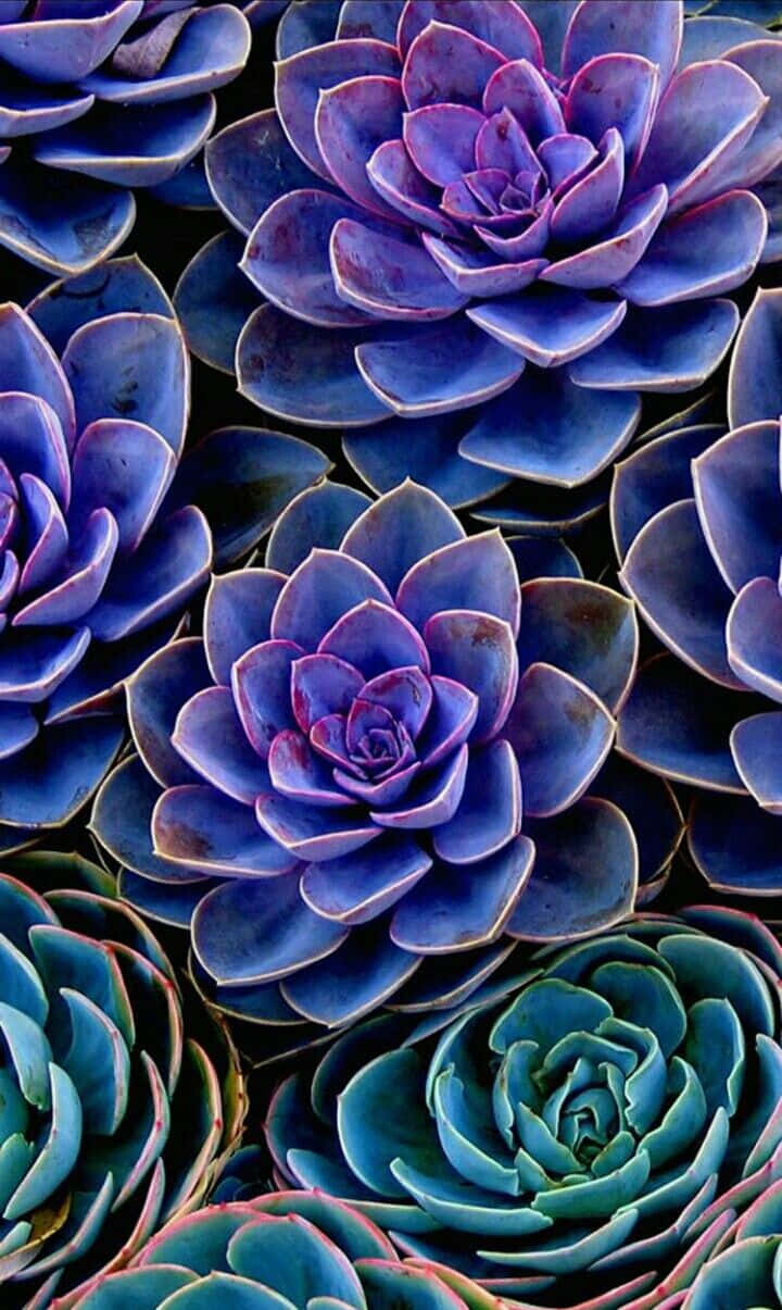 Succulent Phone Wallpapers