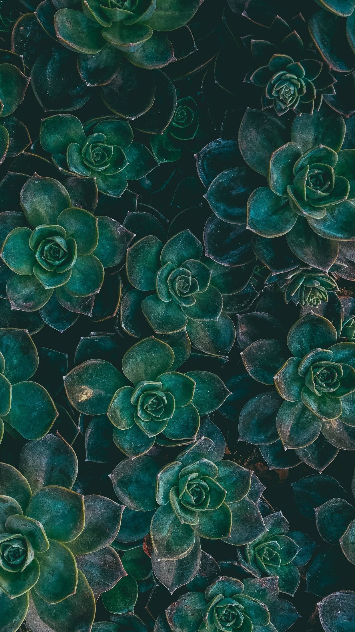 Succulent Phone Wallpapers