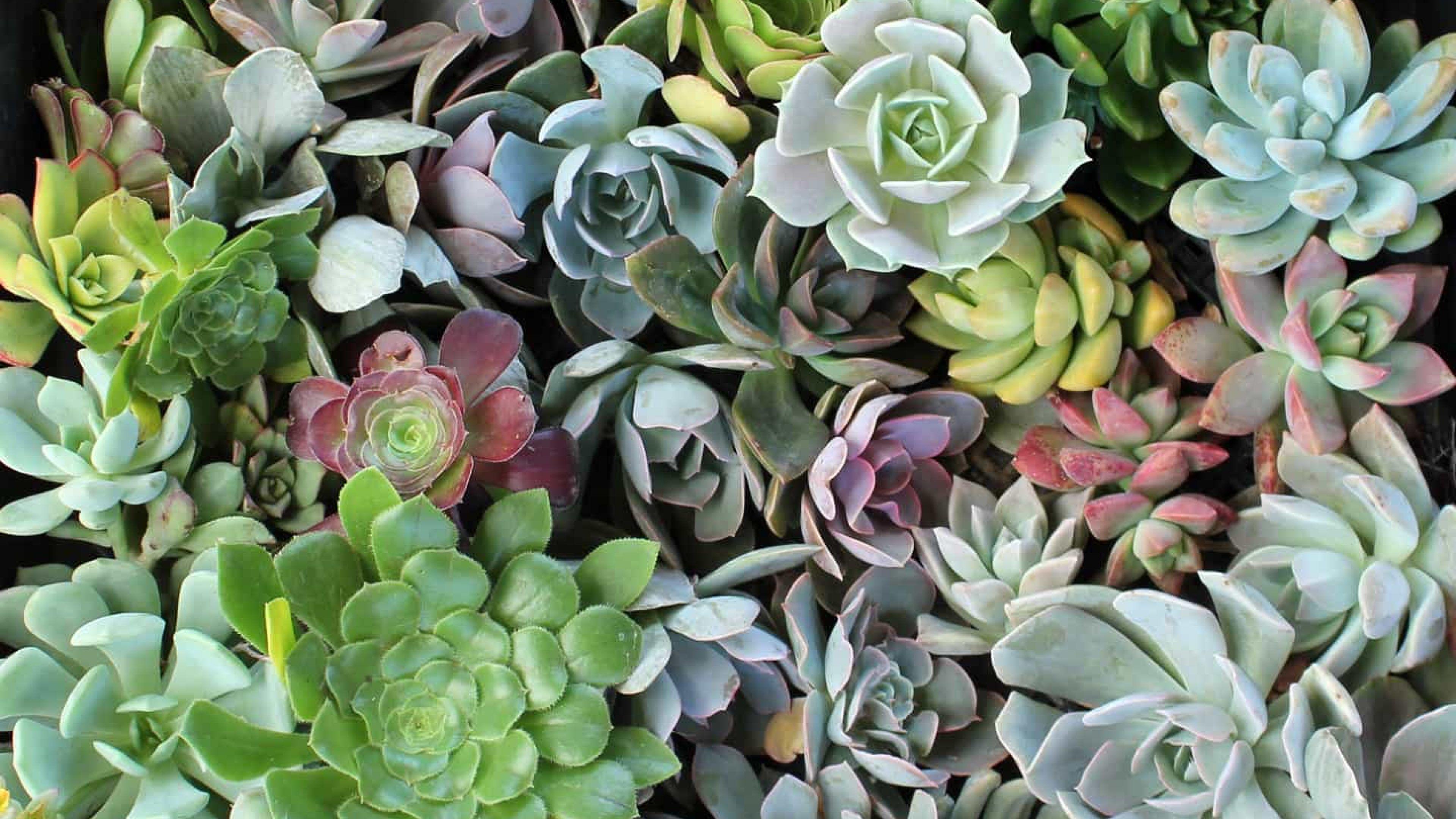 Succulent Phone Wallpapers