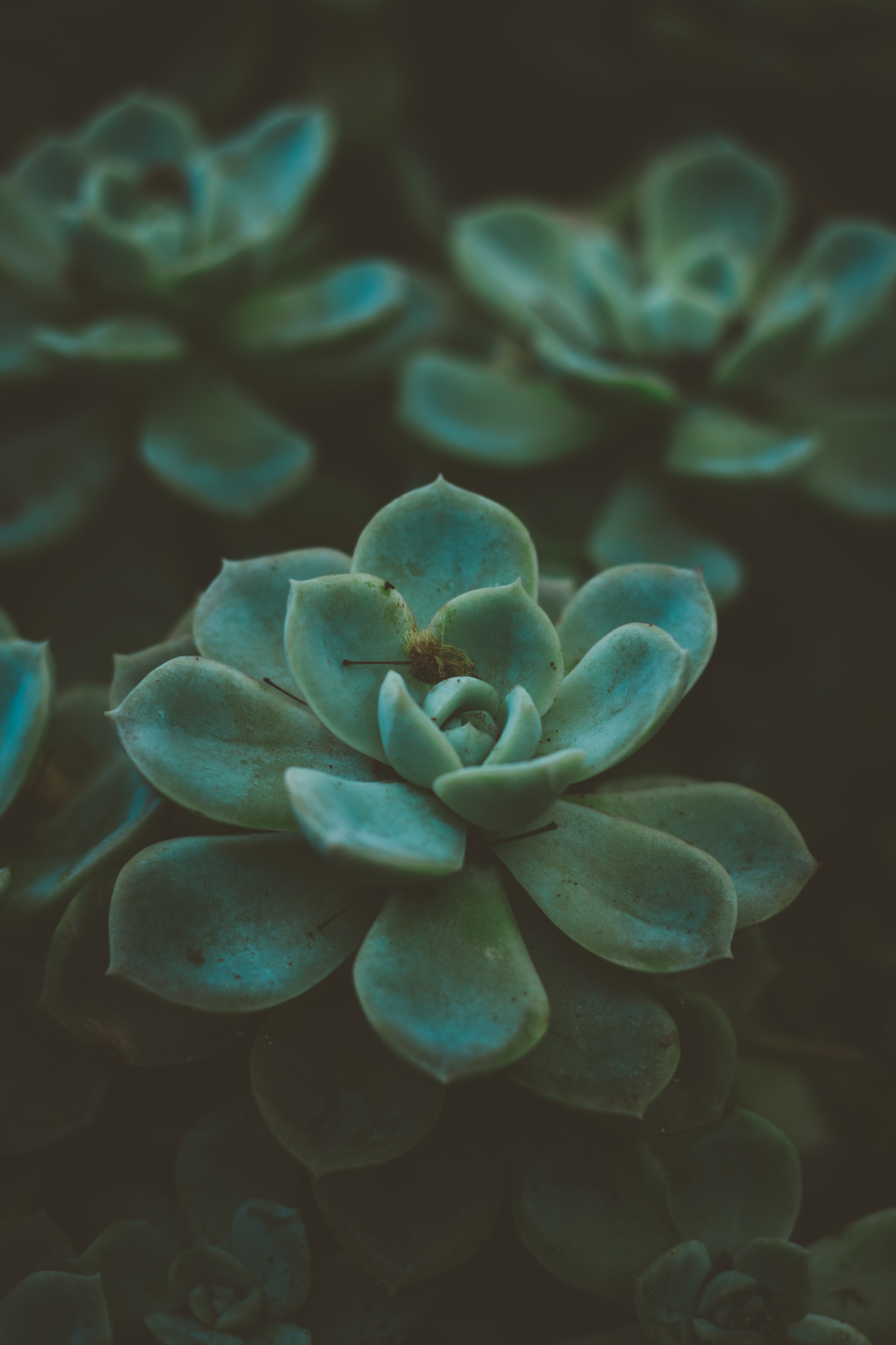 Succulent Phone Wallpapers