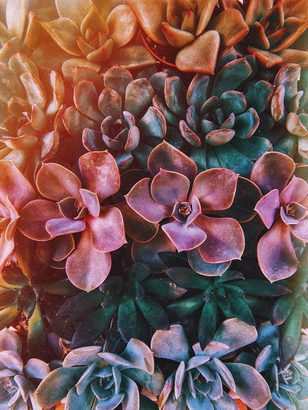 Succulent Phone Wallpapers