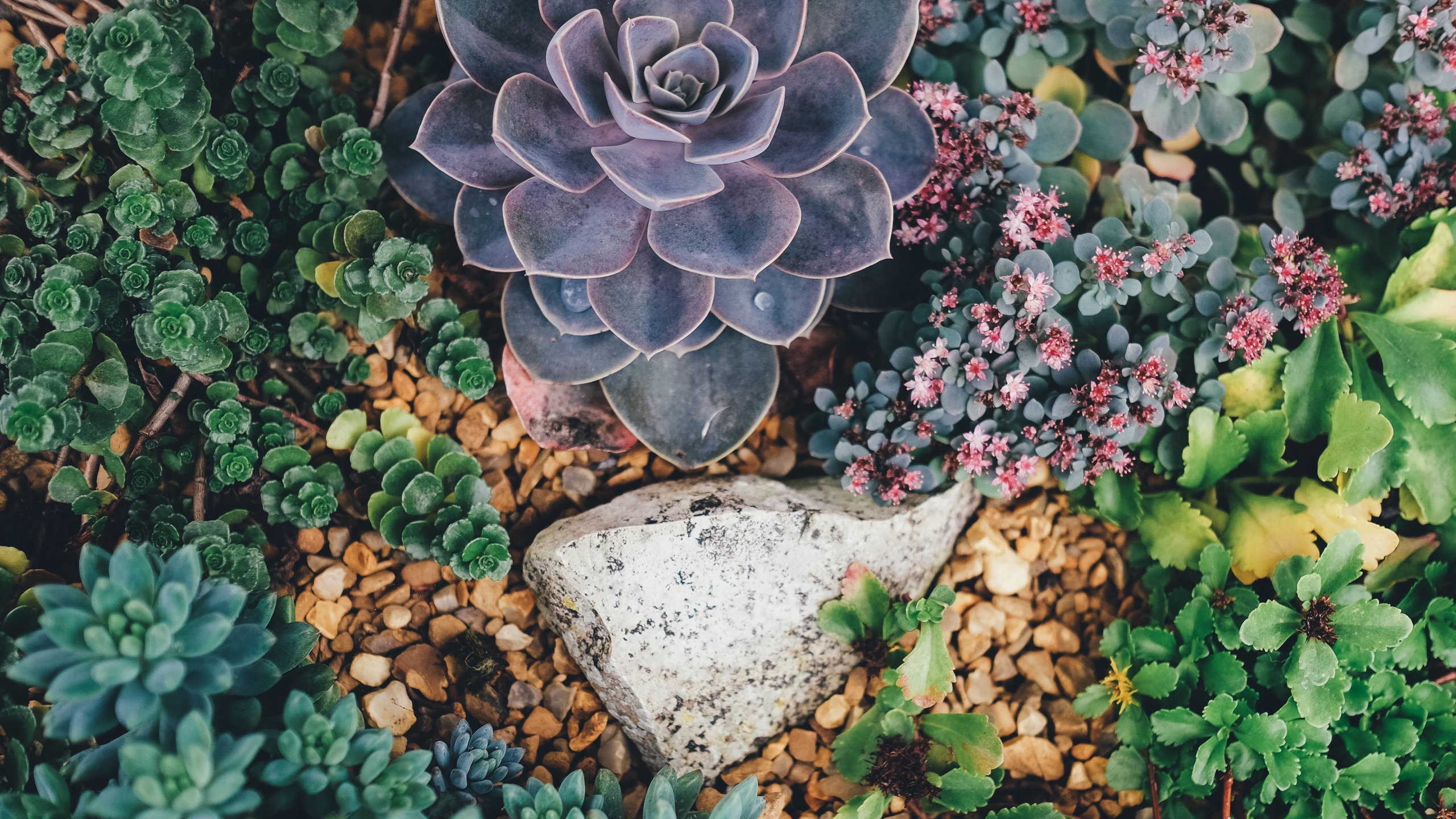 Succulent Phone Wallpapers