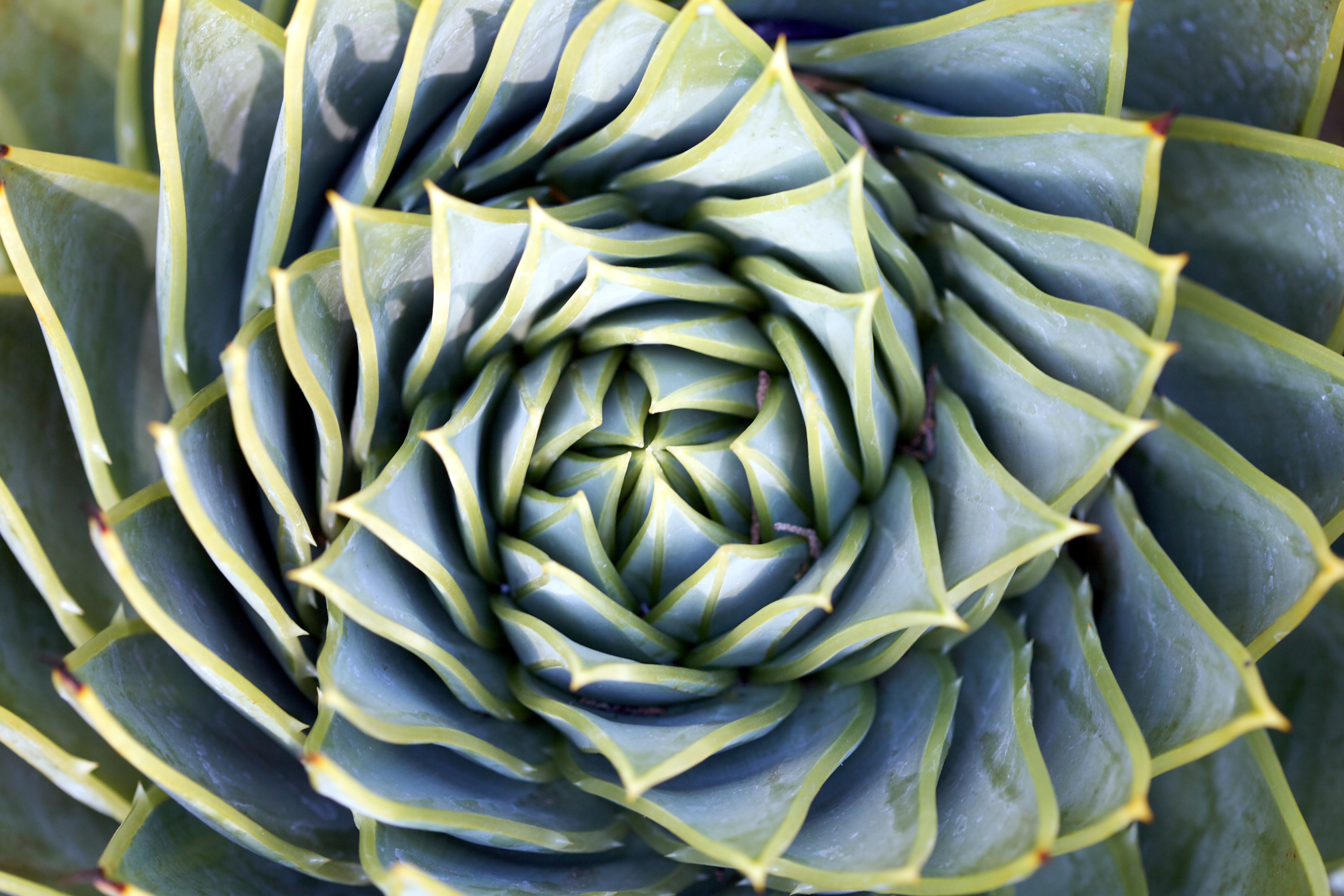 Succulent Phone Wallpapers