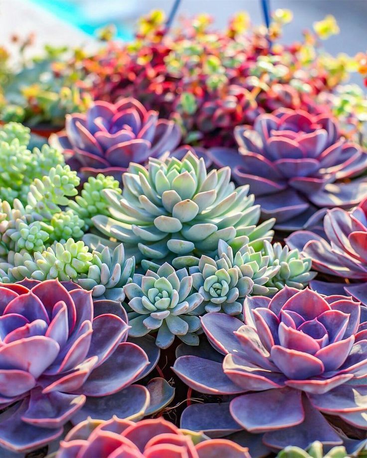 Succulent Phone Wallpapers