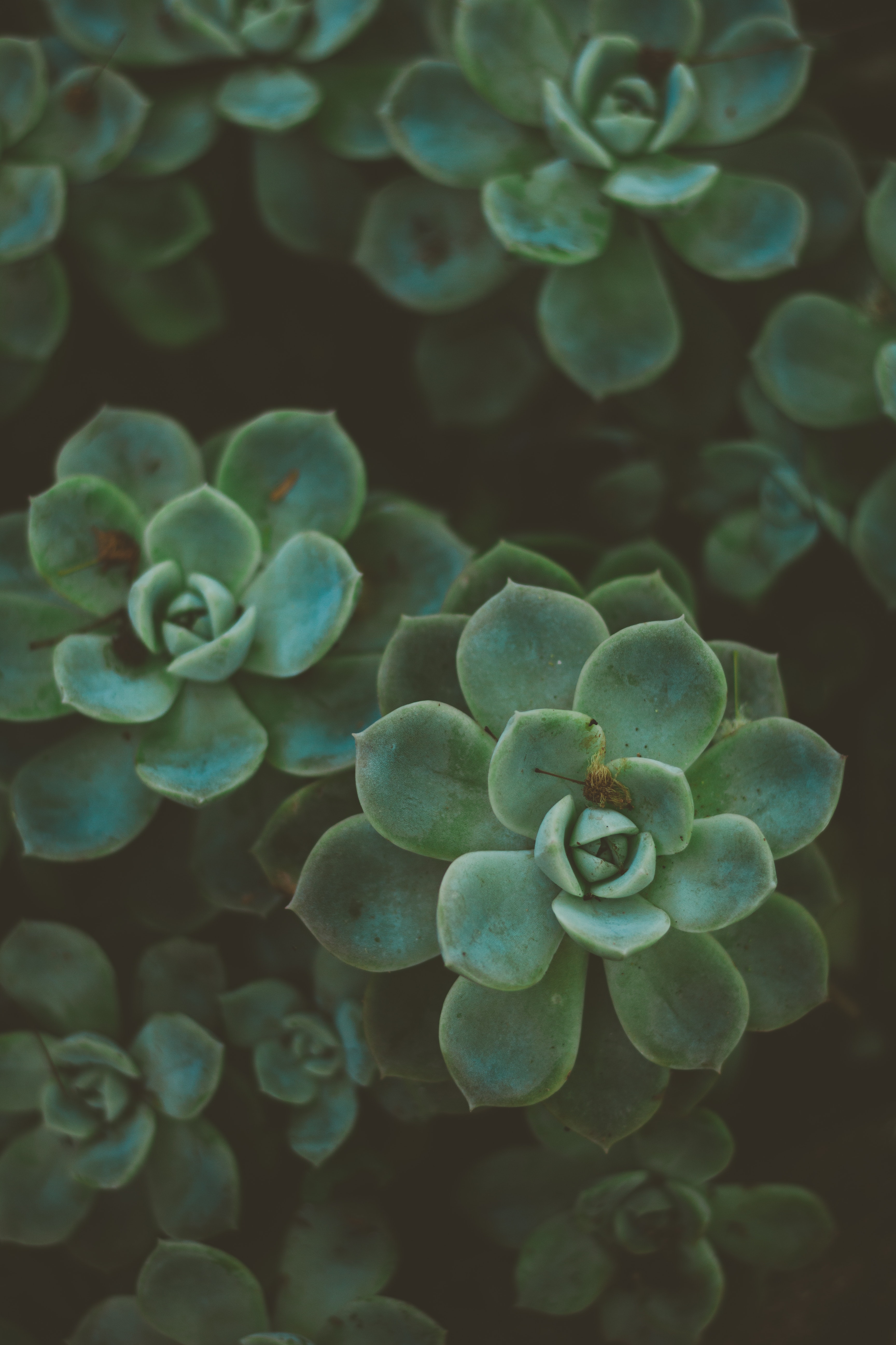 Succulent Phone Wallpapers