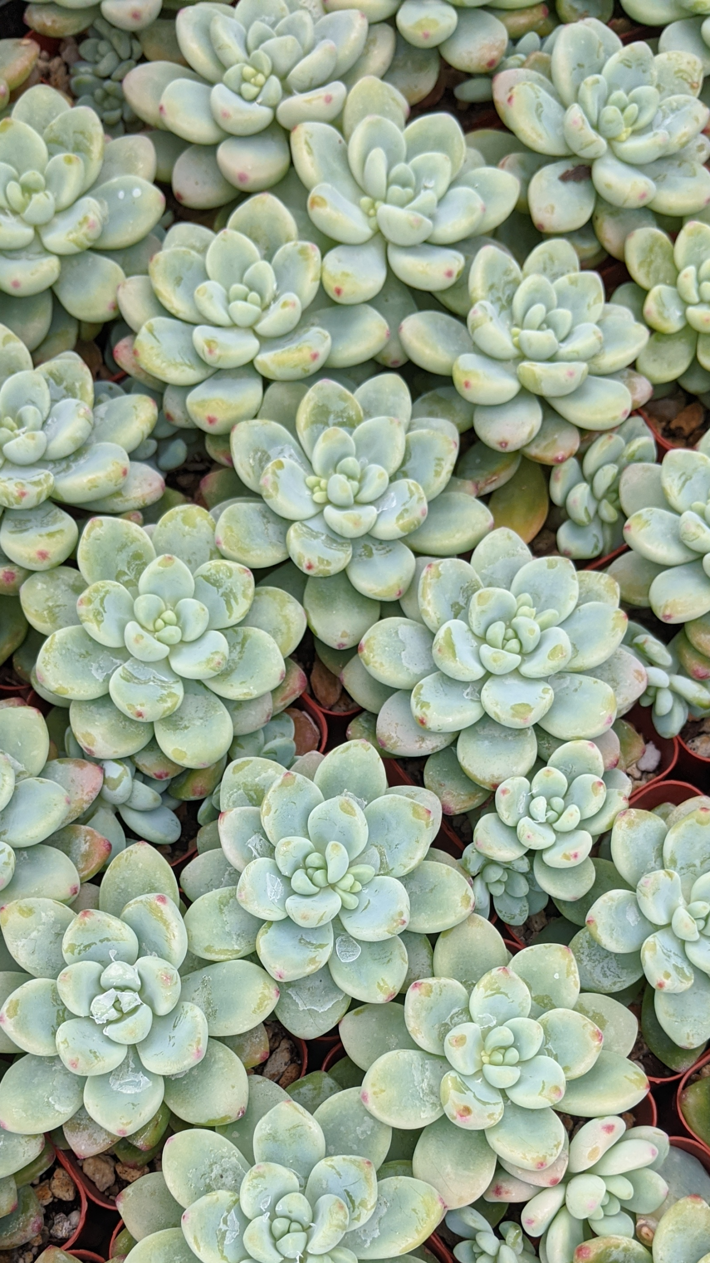 Succulent Phone Wallpapers