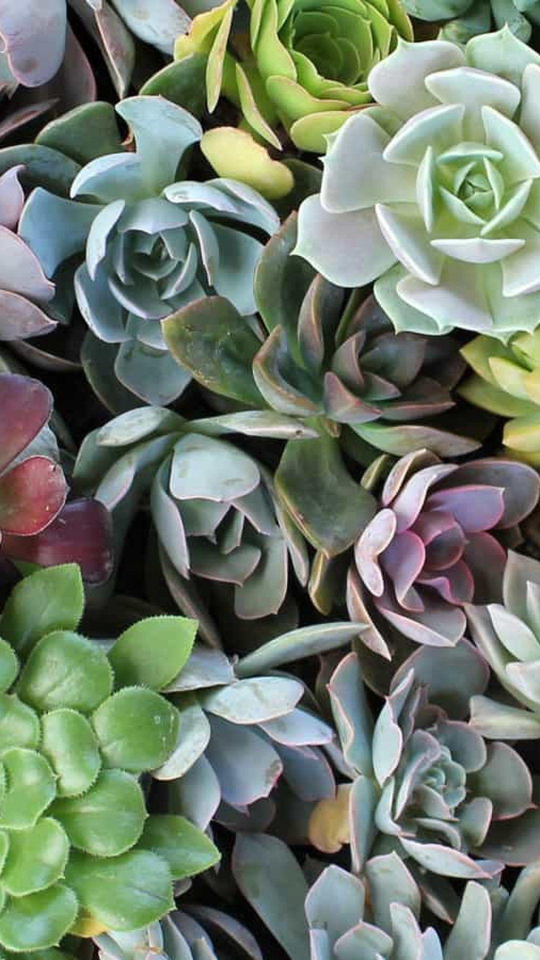 Succulent Phone Wallpapers