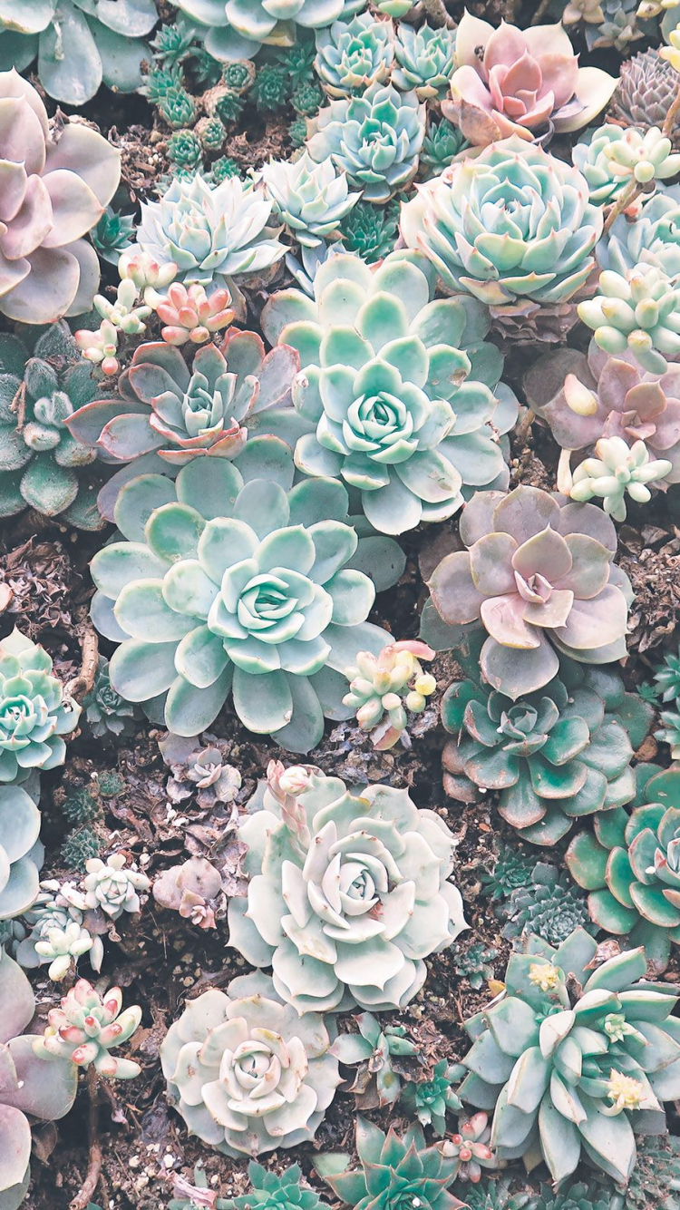 Succulent Phone Wallpapers