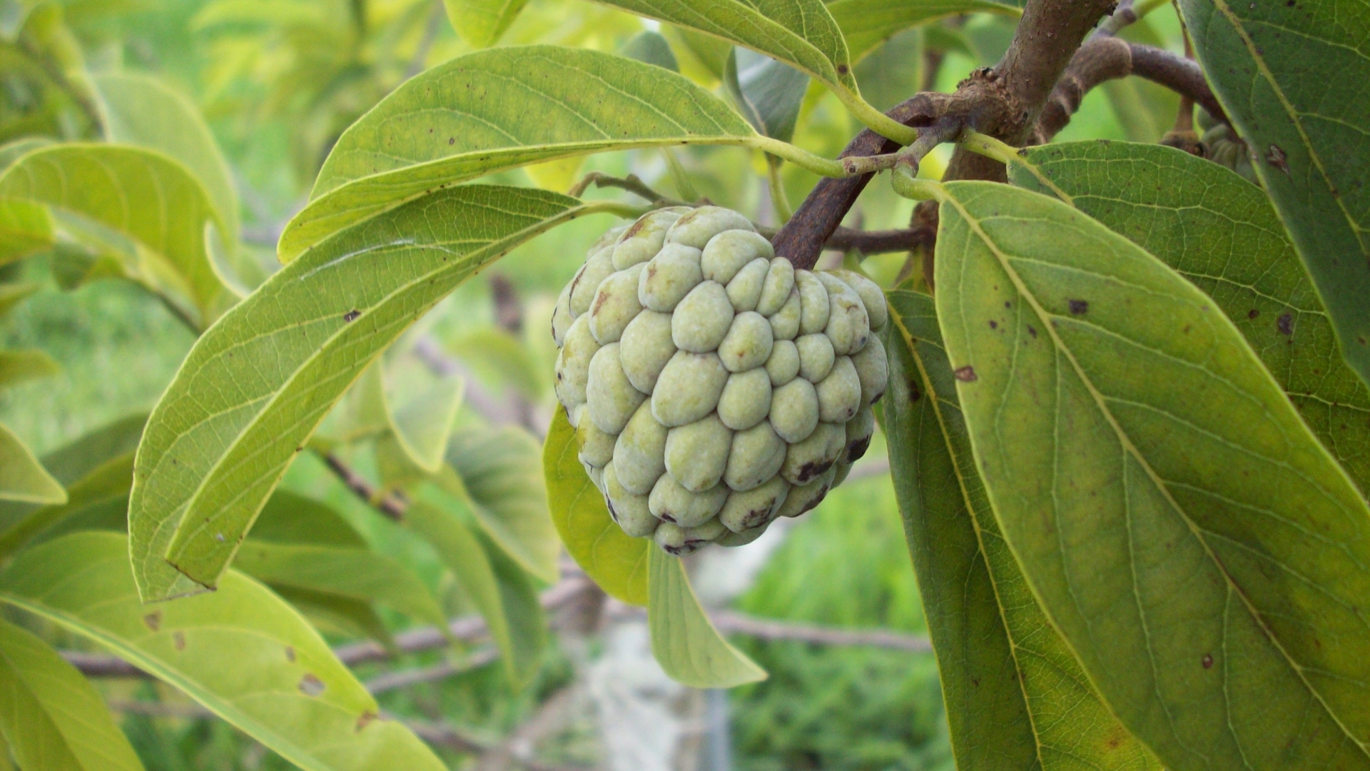 Sugar Apple Wallpapers