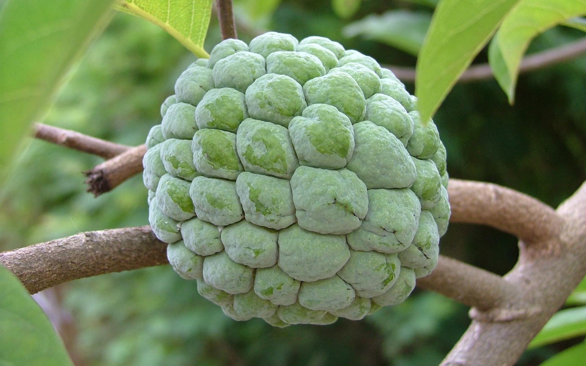 Sugar Apple Wallpapers