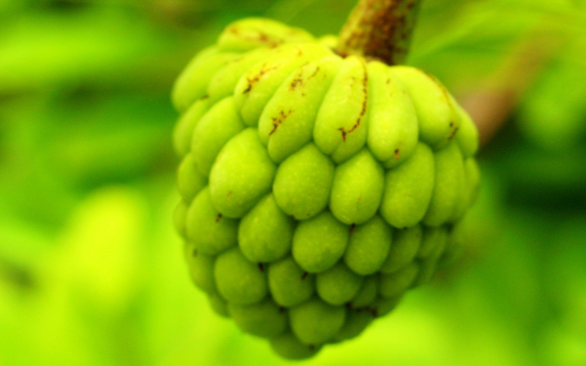 Sugar Apple Wallpapers