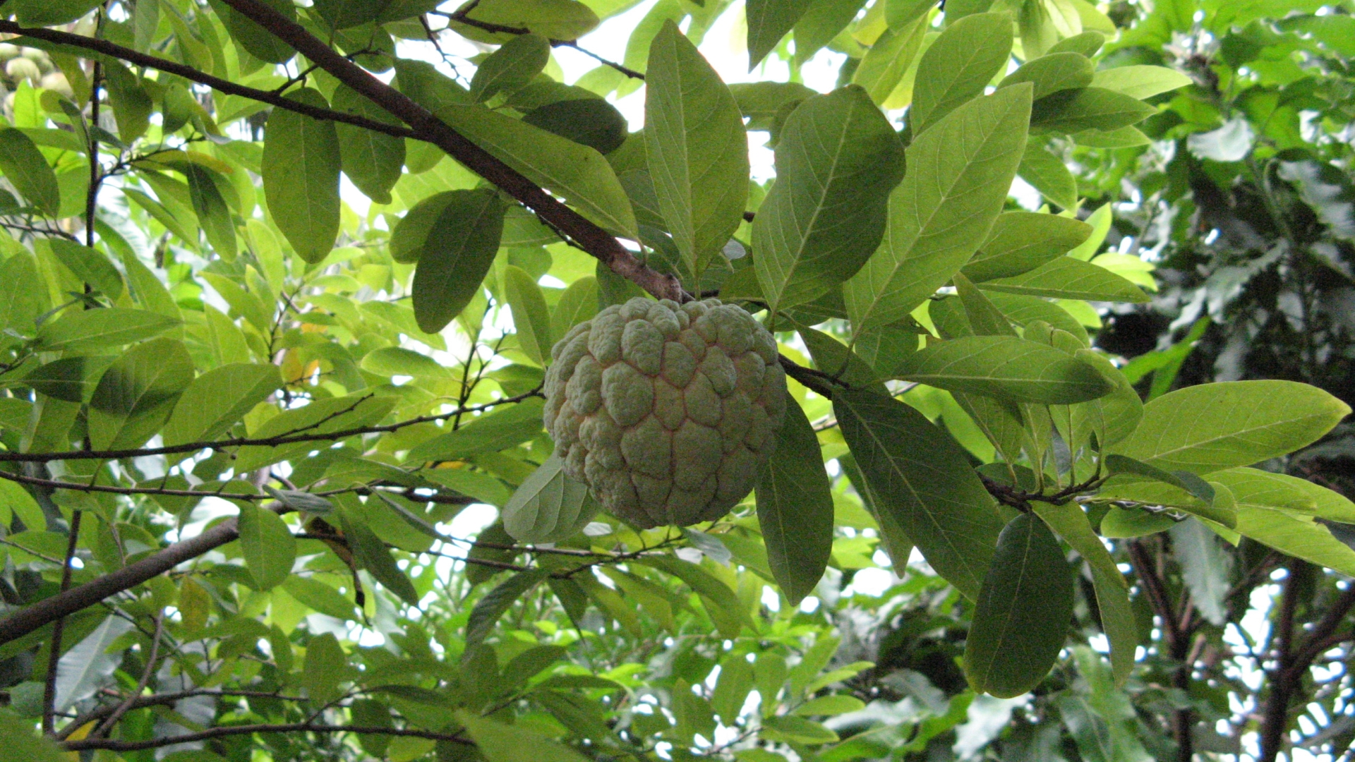 Sugar Apple Wallpapers