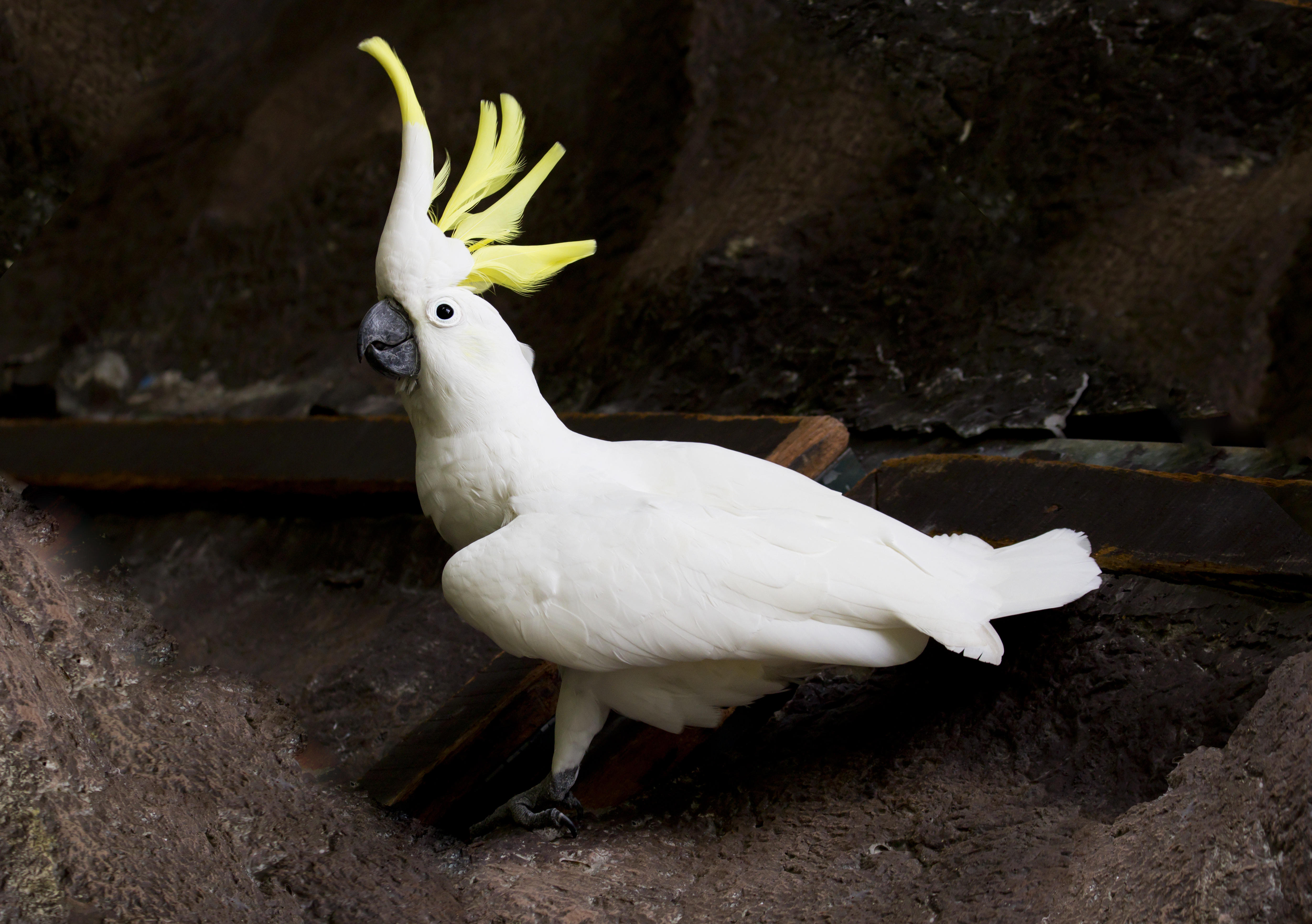 Sulphur-Crested Cockatoo Wallpapers