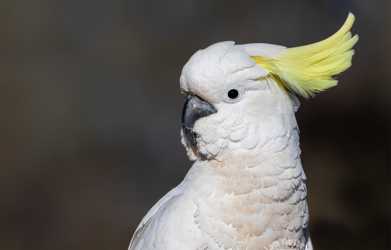 Sulphur-Crested Cockatoo Wallpapers