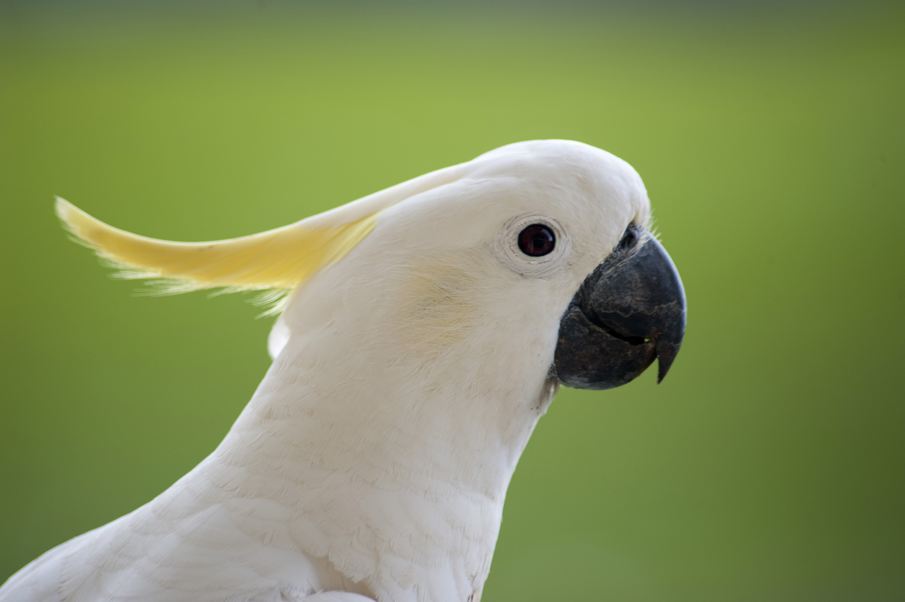 Sulphur-Crested Cockatoo Wallpapers