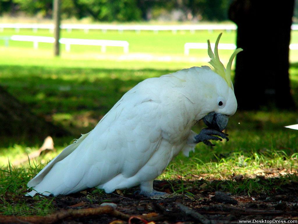 Sulphur-Crested Cockatoo Wallpapers