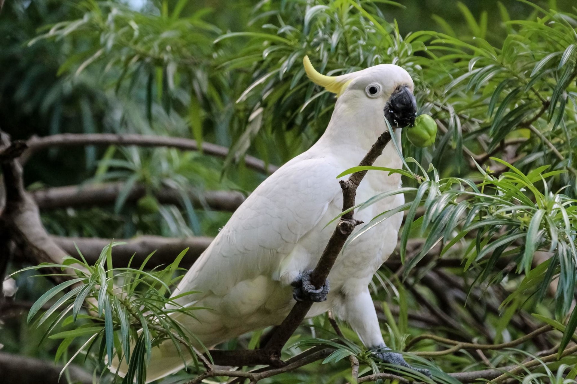 Sulphur-Crested Cockatoo Wallpapers