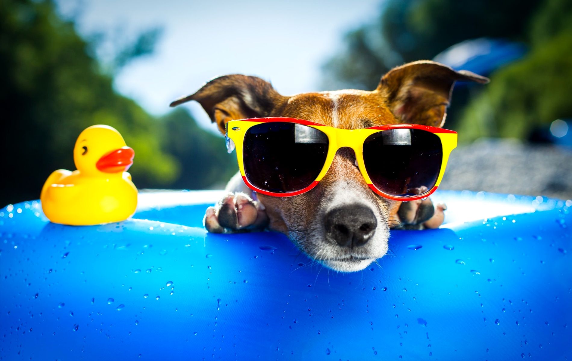 Summer Animal Pictures Wallpapers