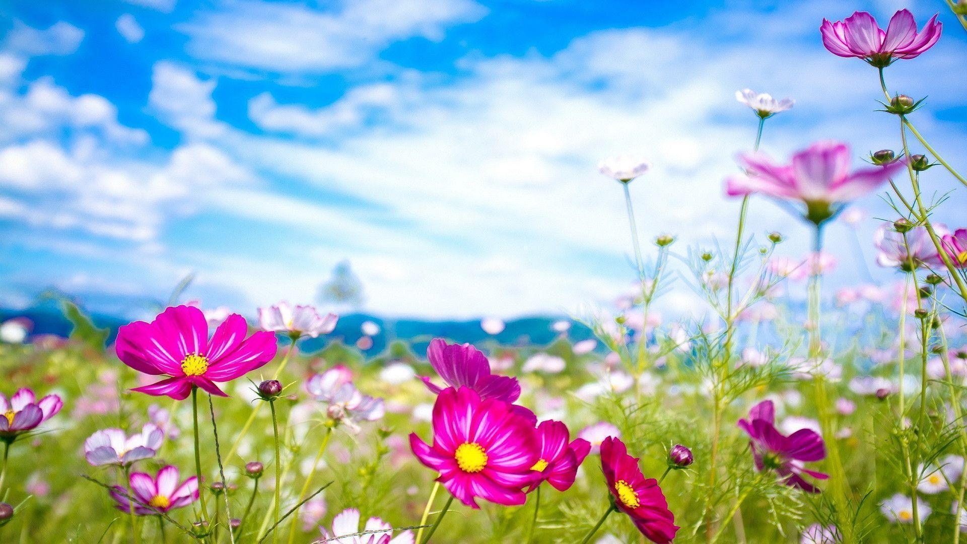 Summer Flower Backgrounds