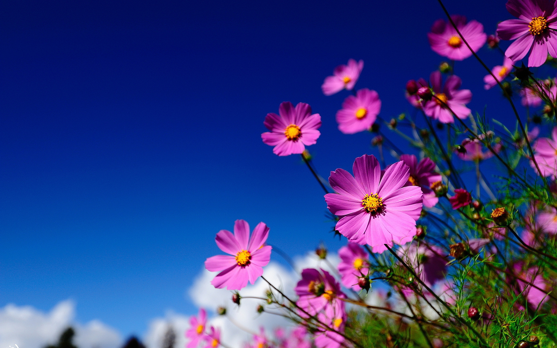 Summer Flower Backgrounds