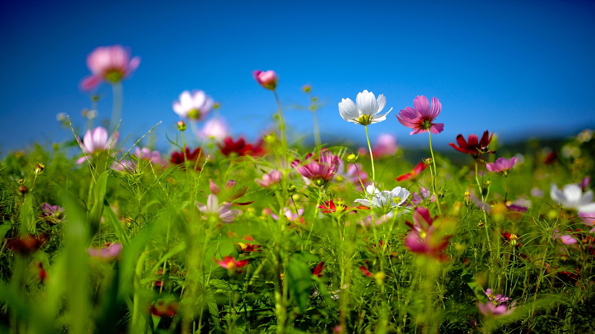 Summer Flower Backgrounds