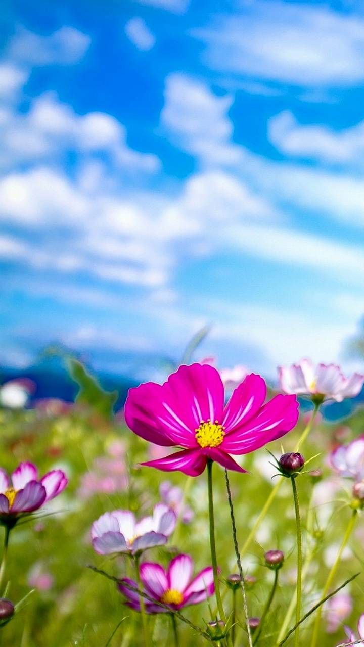 Summer Flower Backgrounds