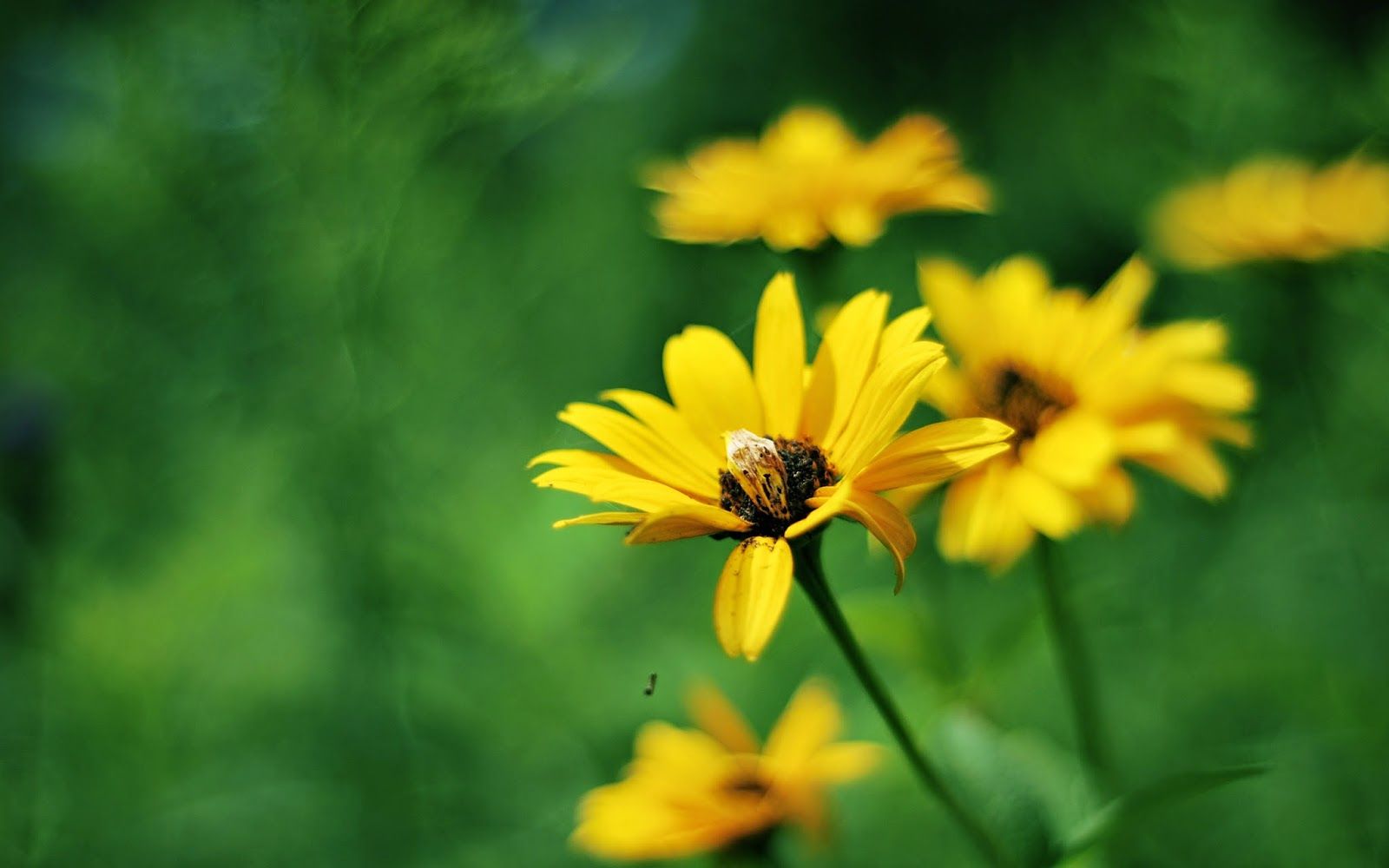 Summer Flower Backgrounds