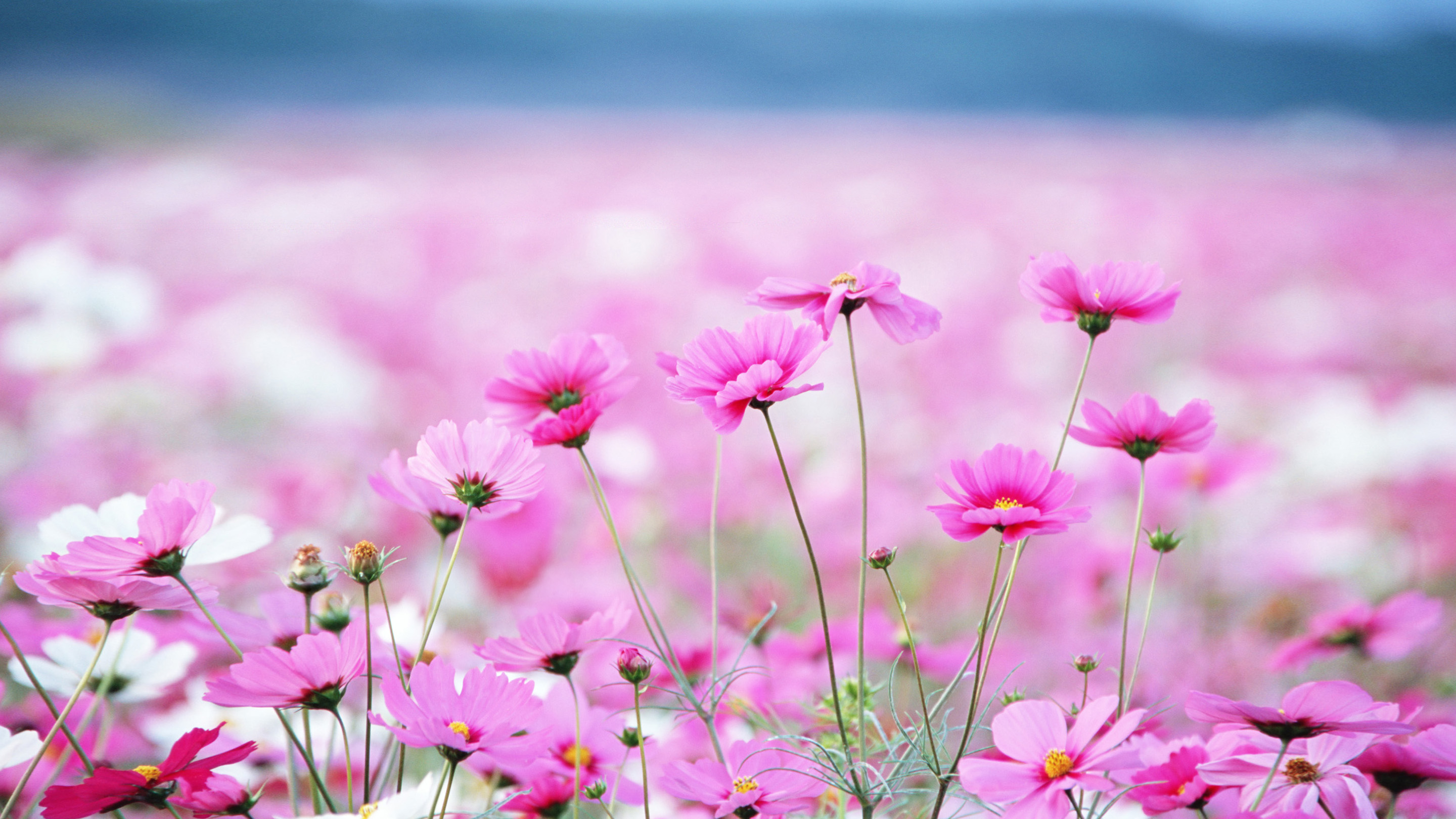 Summer Flower Backgrounds