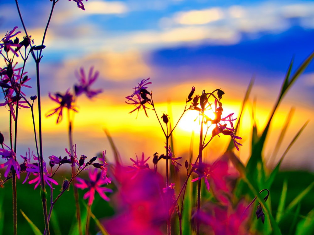 Summer Flowers Wallpapers