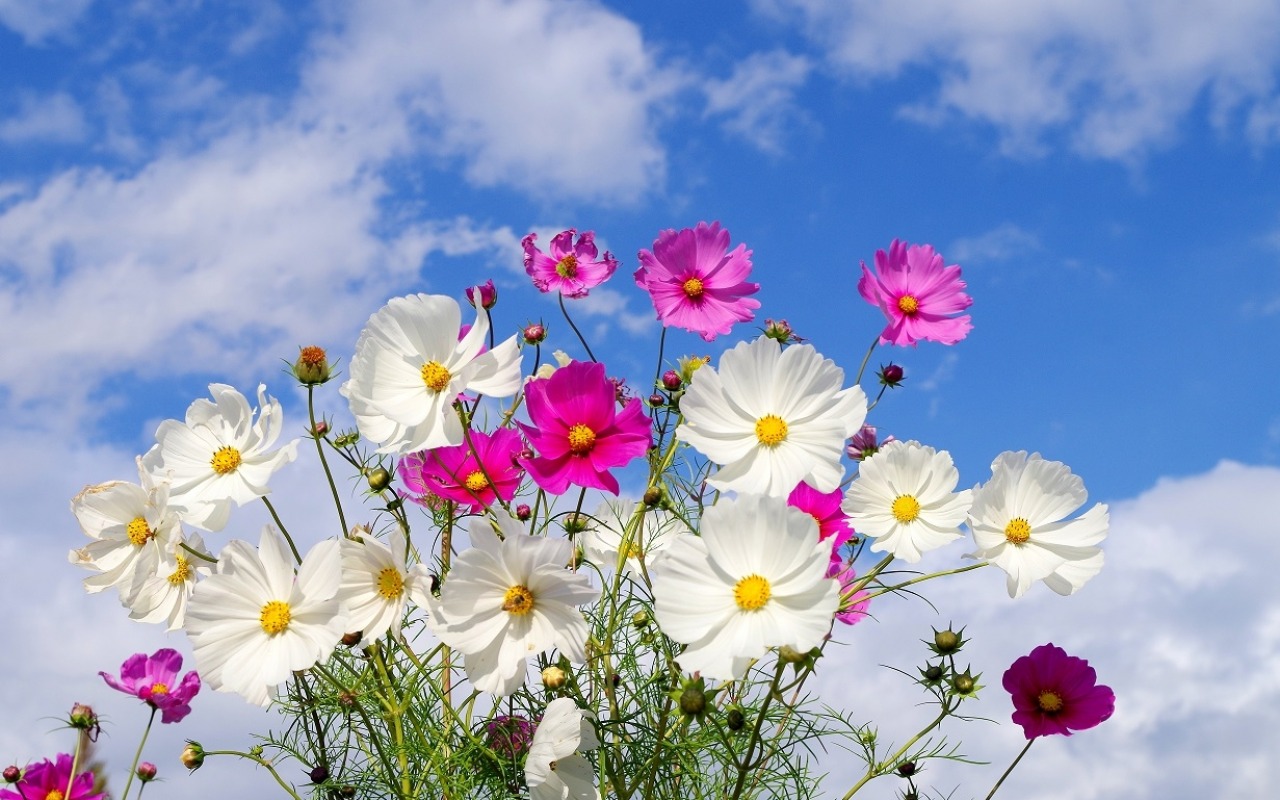 Summer Flowers Wallpapers