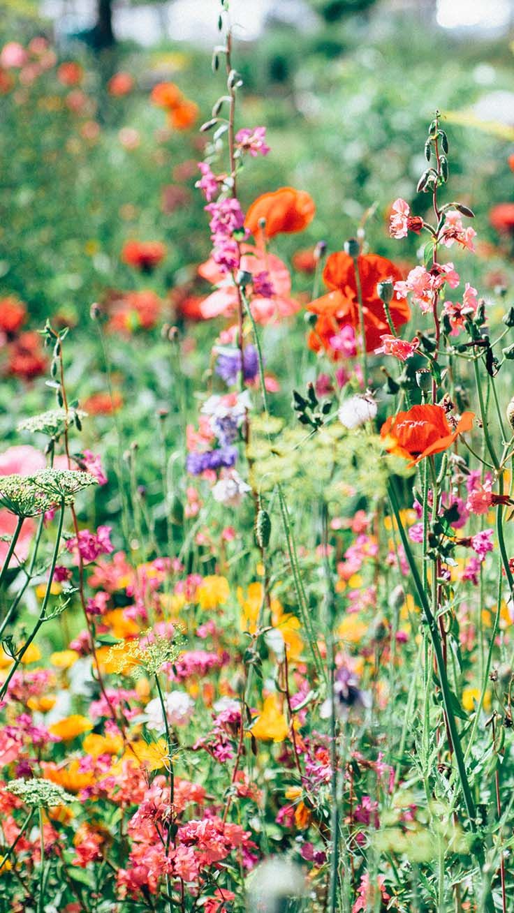 Summer Flowers Wallpapers