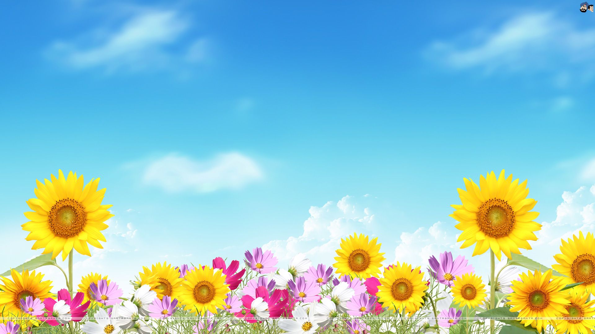 Summer Flowers Wallpapers