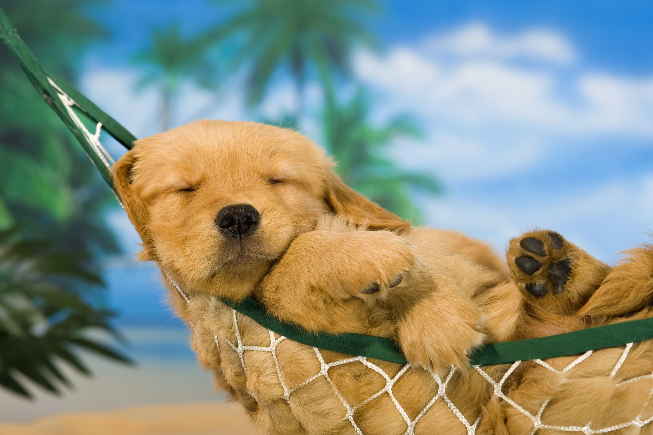 Summer Golden Retriever Wallpapers