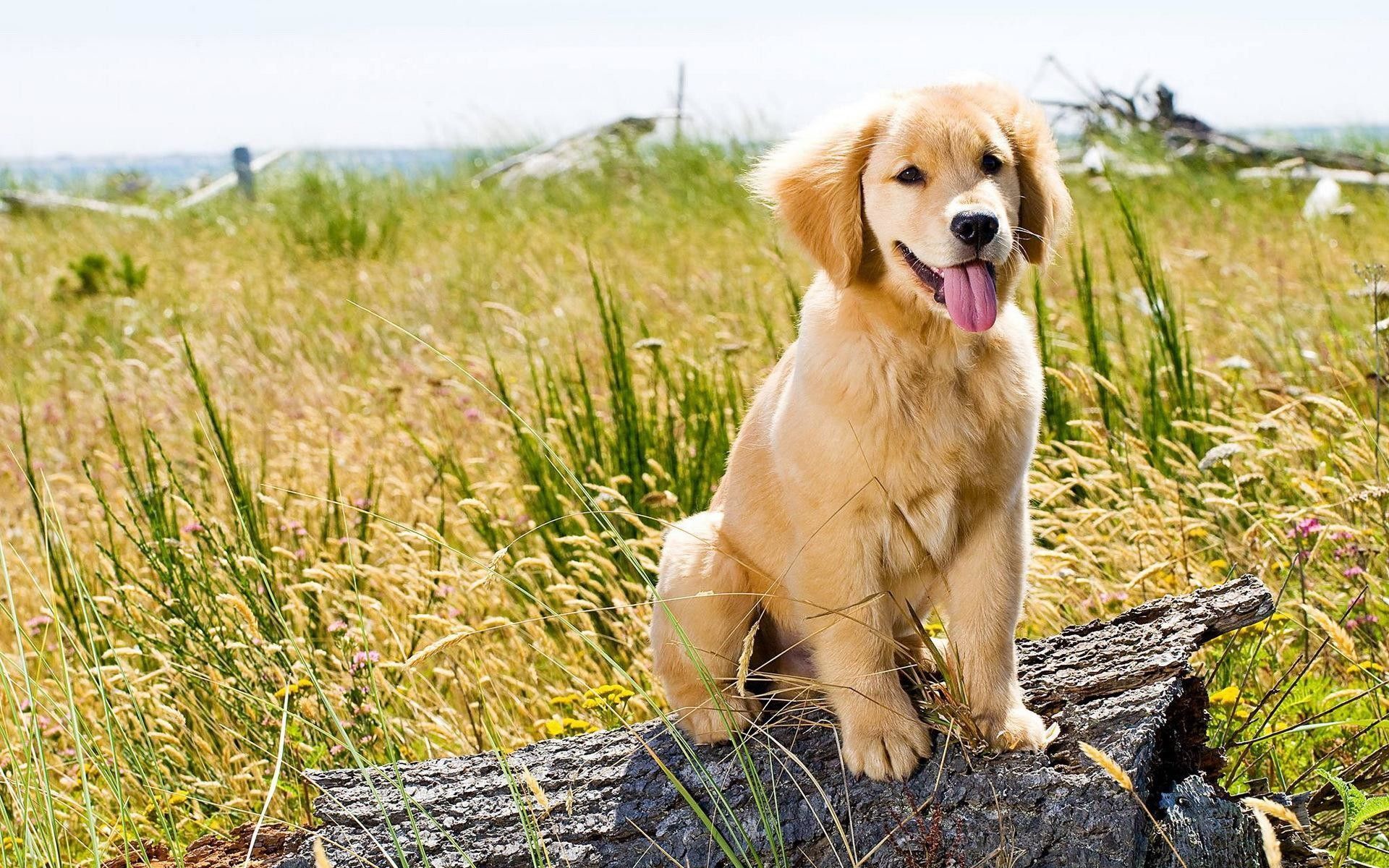 Summer Golden Retriever Wallpapers