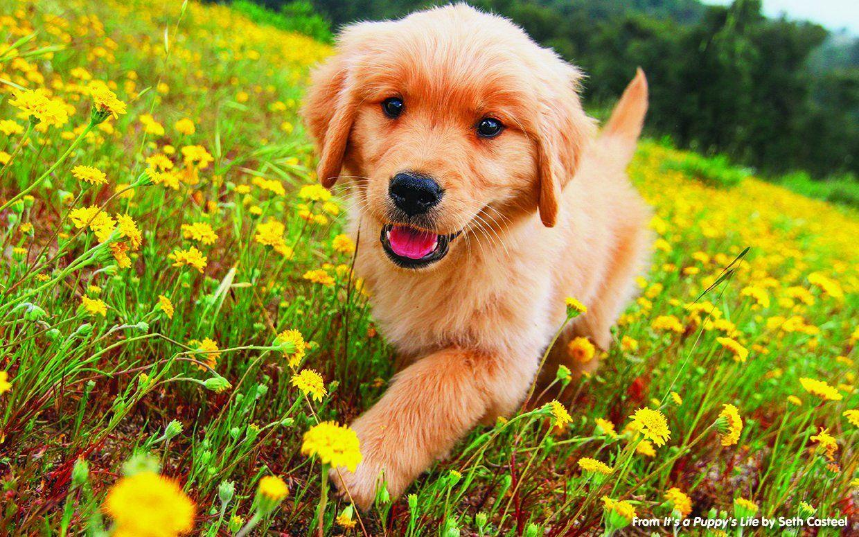 Summer Golden Retriever Wallpapers