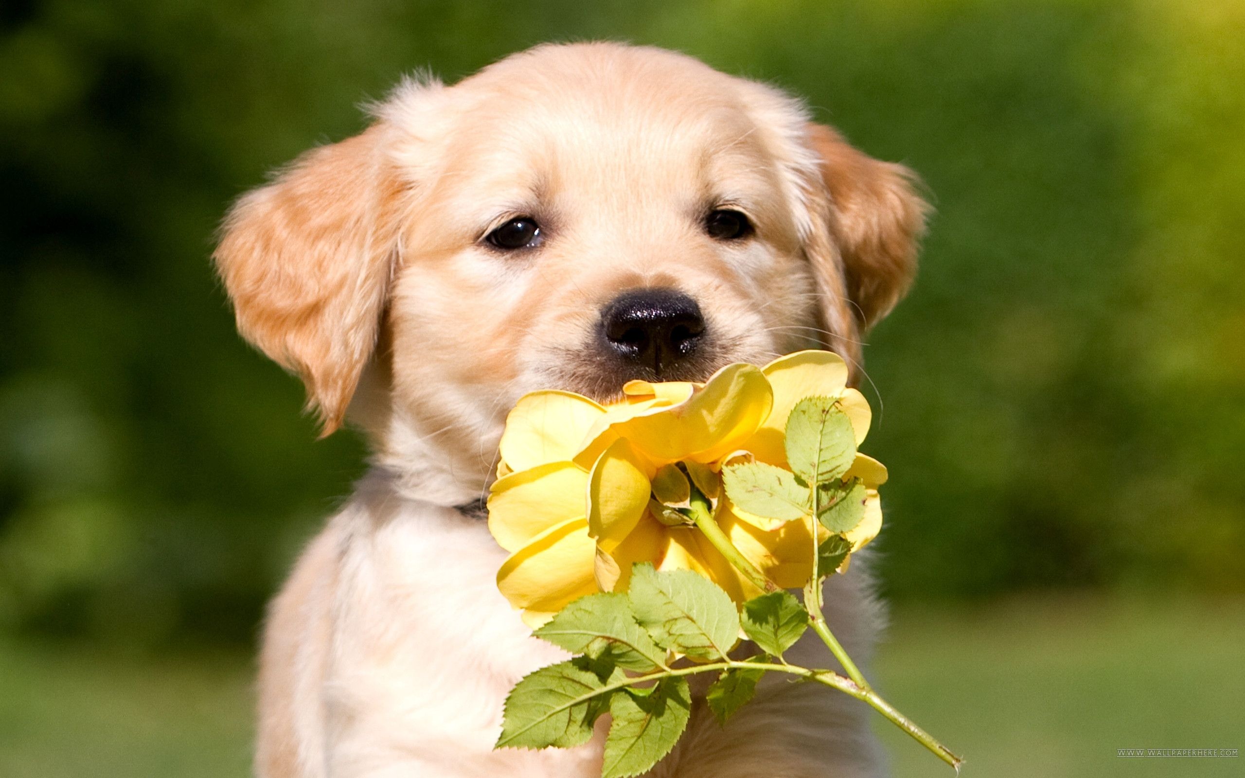 Summer Golden Retriever Wallpapers