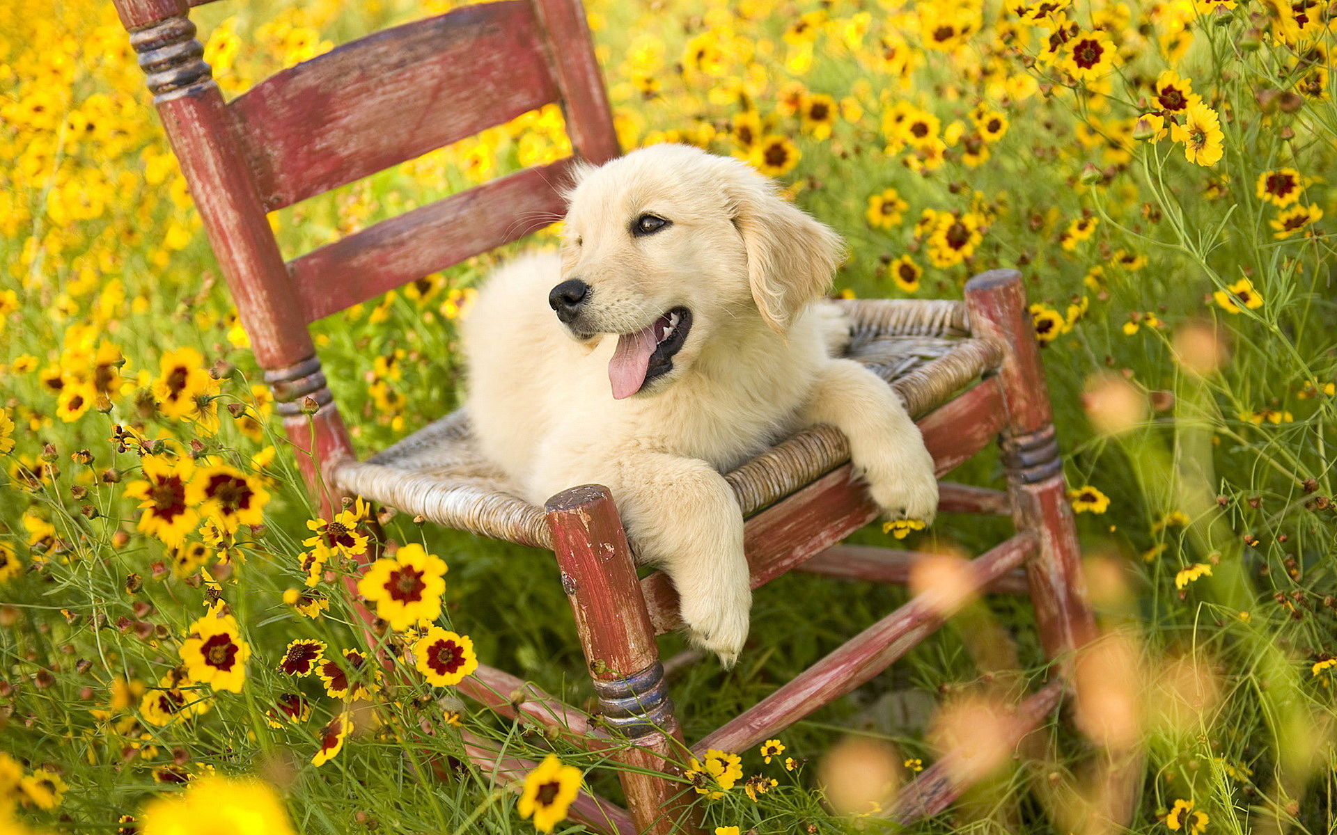 Summer Golden Retriever Wallpapers