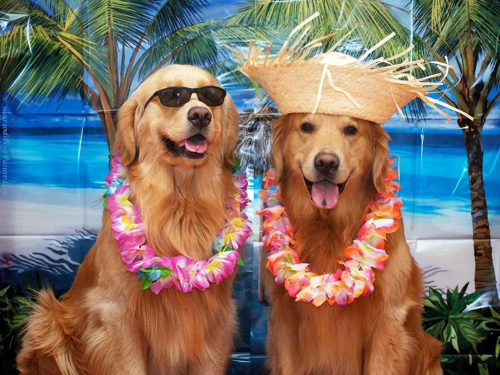 Summer Golden Retriever Wallpapers