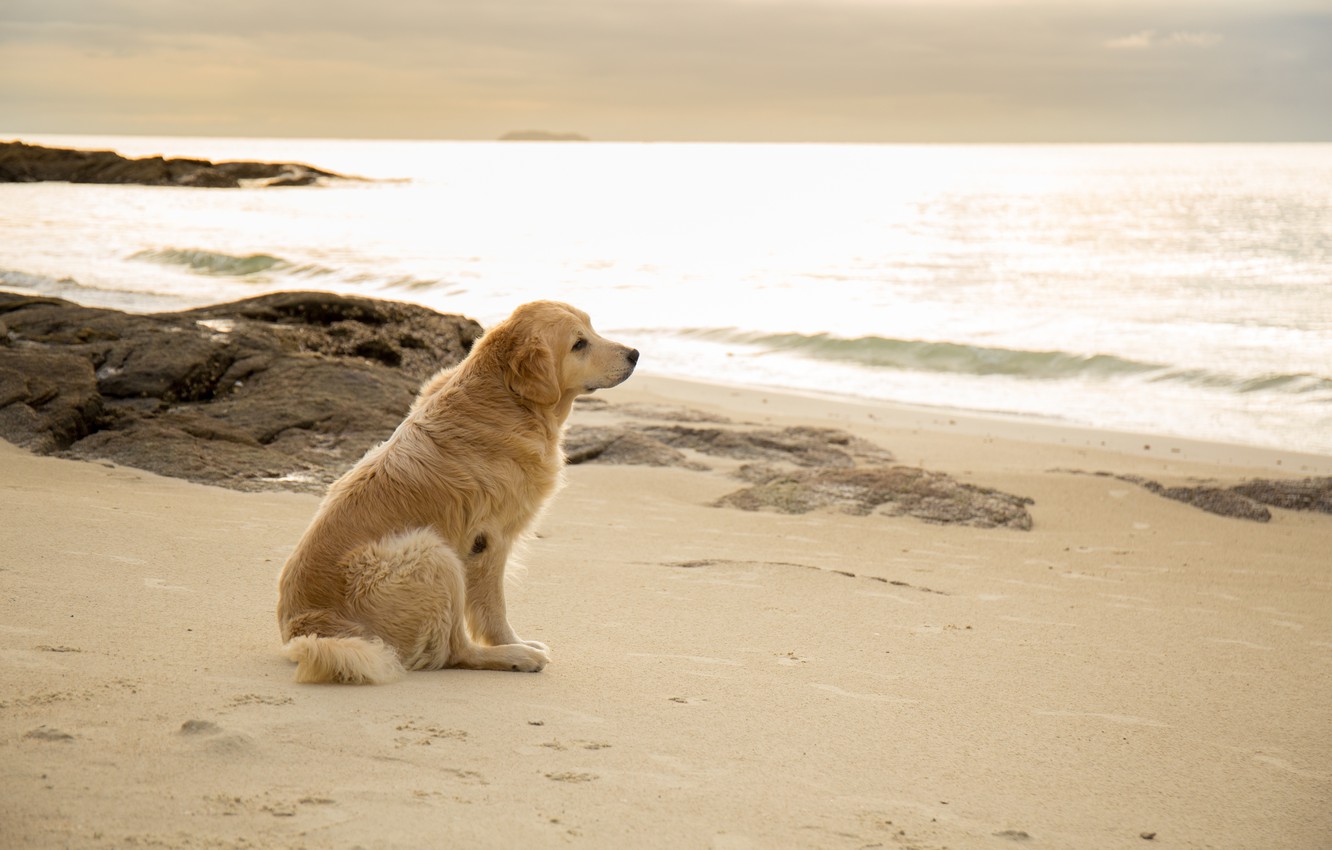 Summer Golden Retriever Wallpapers