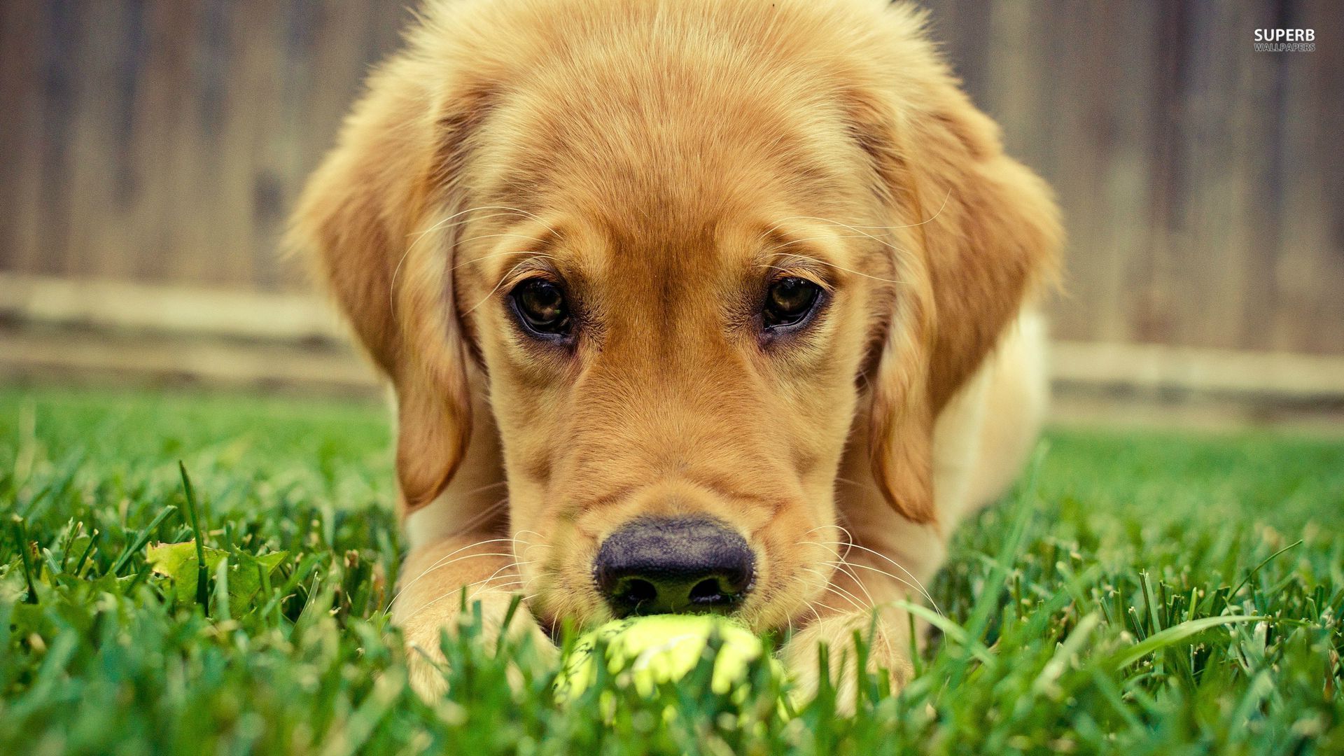 Summer Golden Retriever Wallpapers