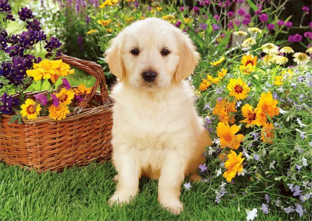 Summer Golden Retriever Wallpapers