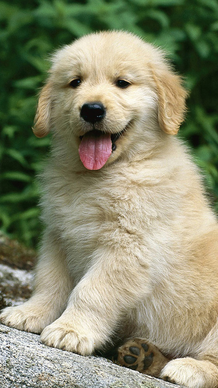 Summer Golden Retriever Wallpapers