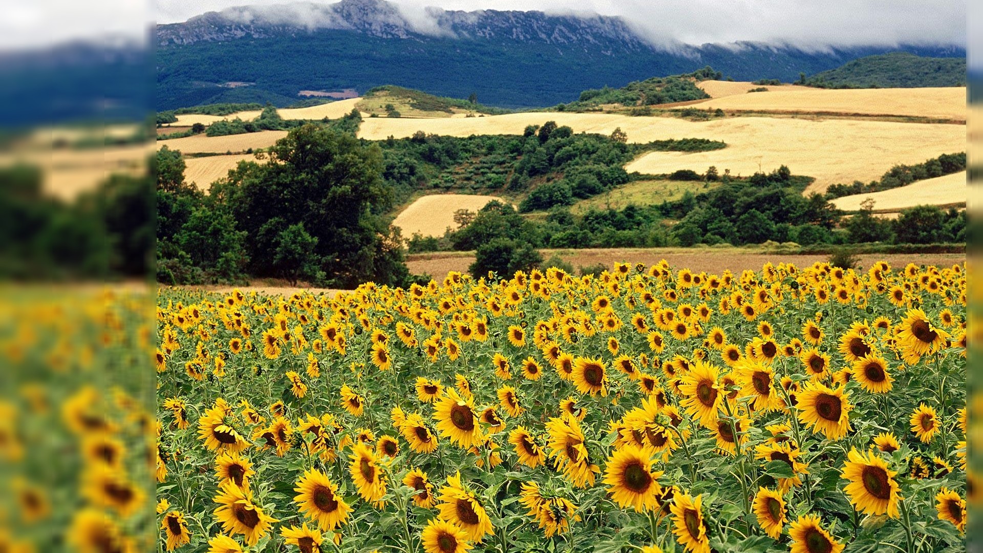 Summer Nature Backgrounds