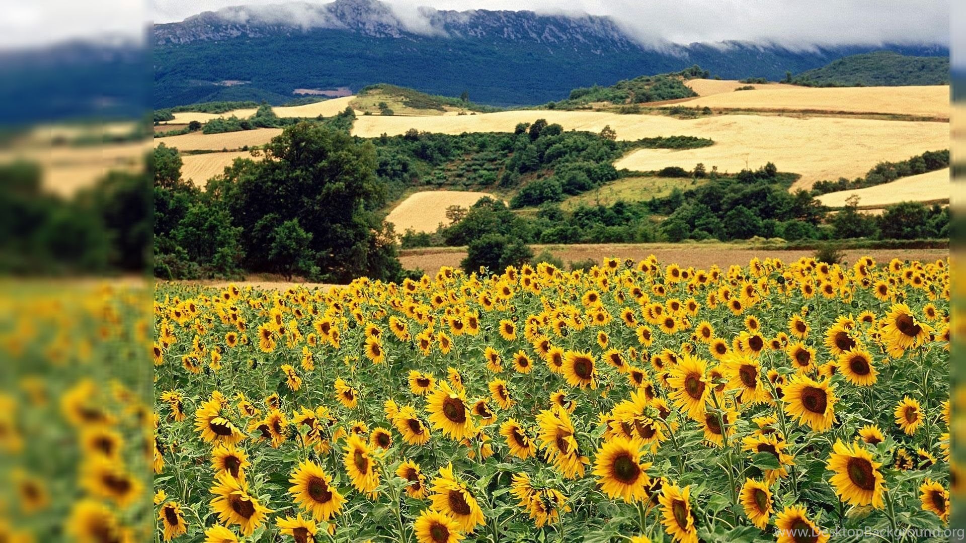 Summer Nature Backgrounds