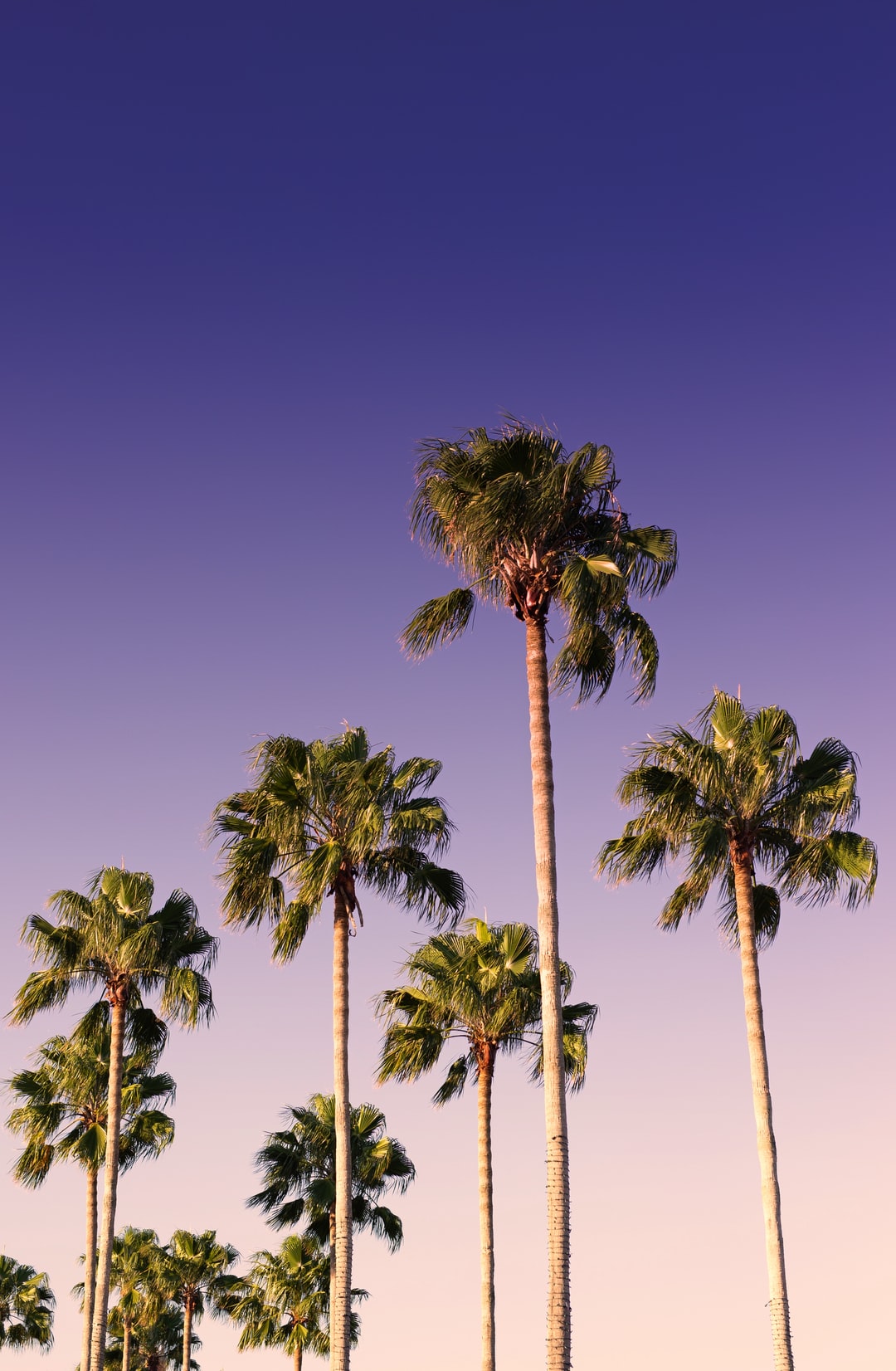 Summer Palm Trees Wallpapers