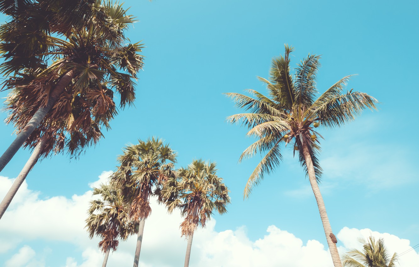 Summer Palm Trees Wallpapers