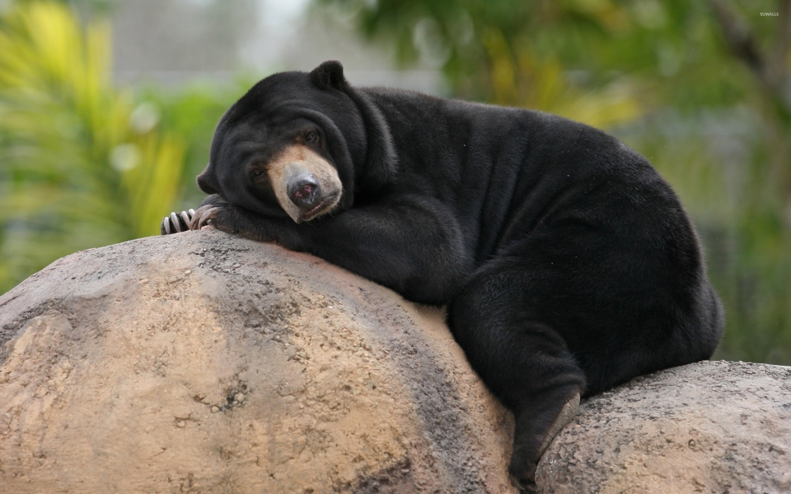 Sun Bear Wallpapers