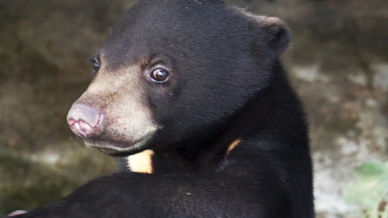 Sun Bear Wallpapers