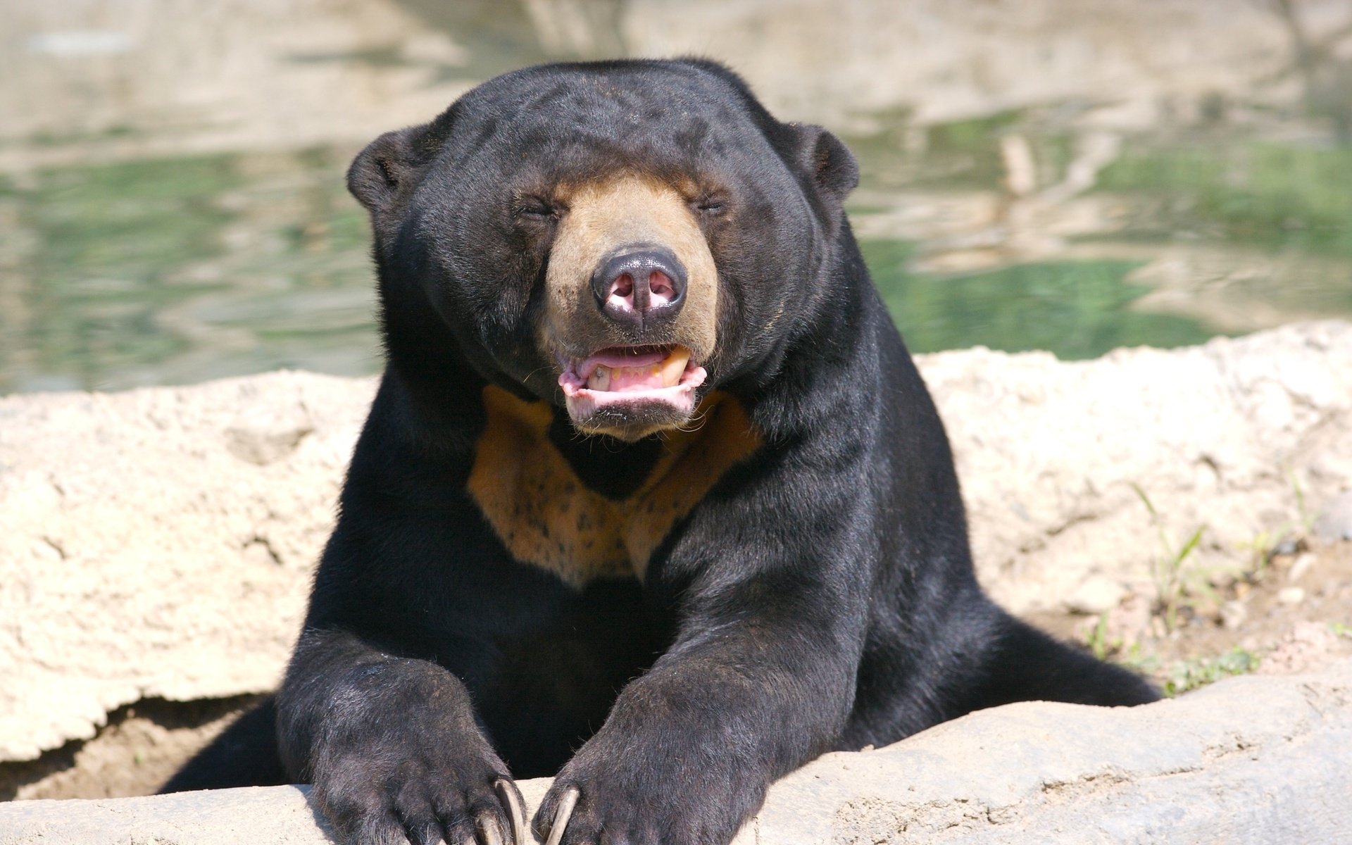 Sun Bear Wallpapers